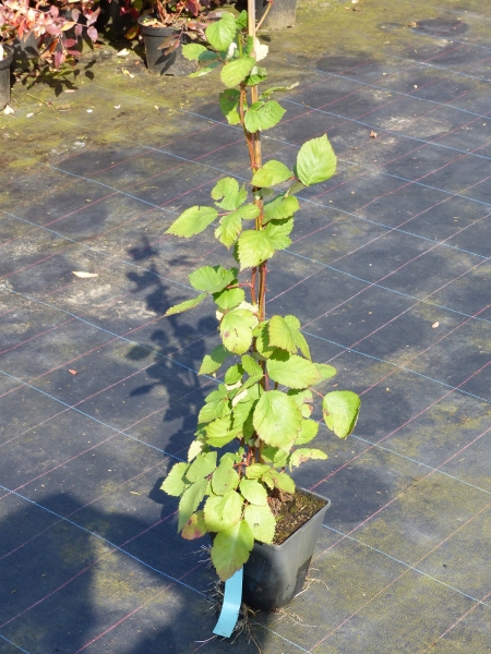 Theodor Reimers Pflanze Beispiel